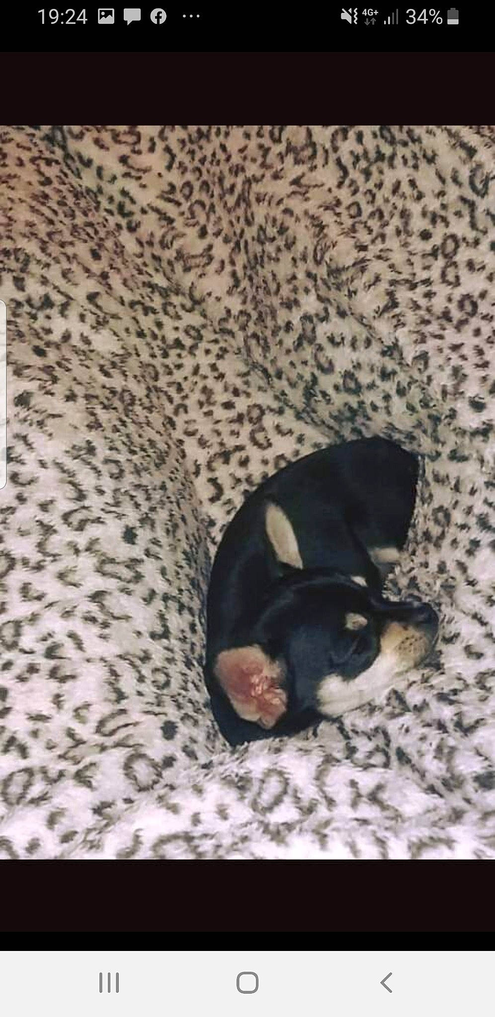 Liloo a rejoint le concours — aidez-le/la à gagner de superbes lots ! canidae, carnivore, comfort, companion_dog, dog, dog_breed, flooring, fur, linens, non_sporting_group, pattern, paw, snout, sporting_group, tail, terrestrial_animal, working_animal