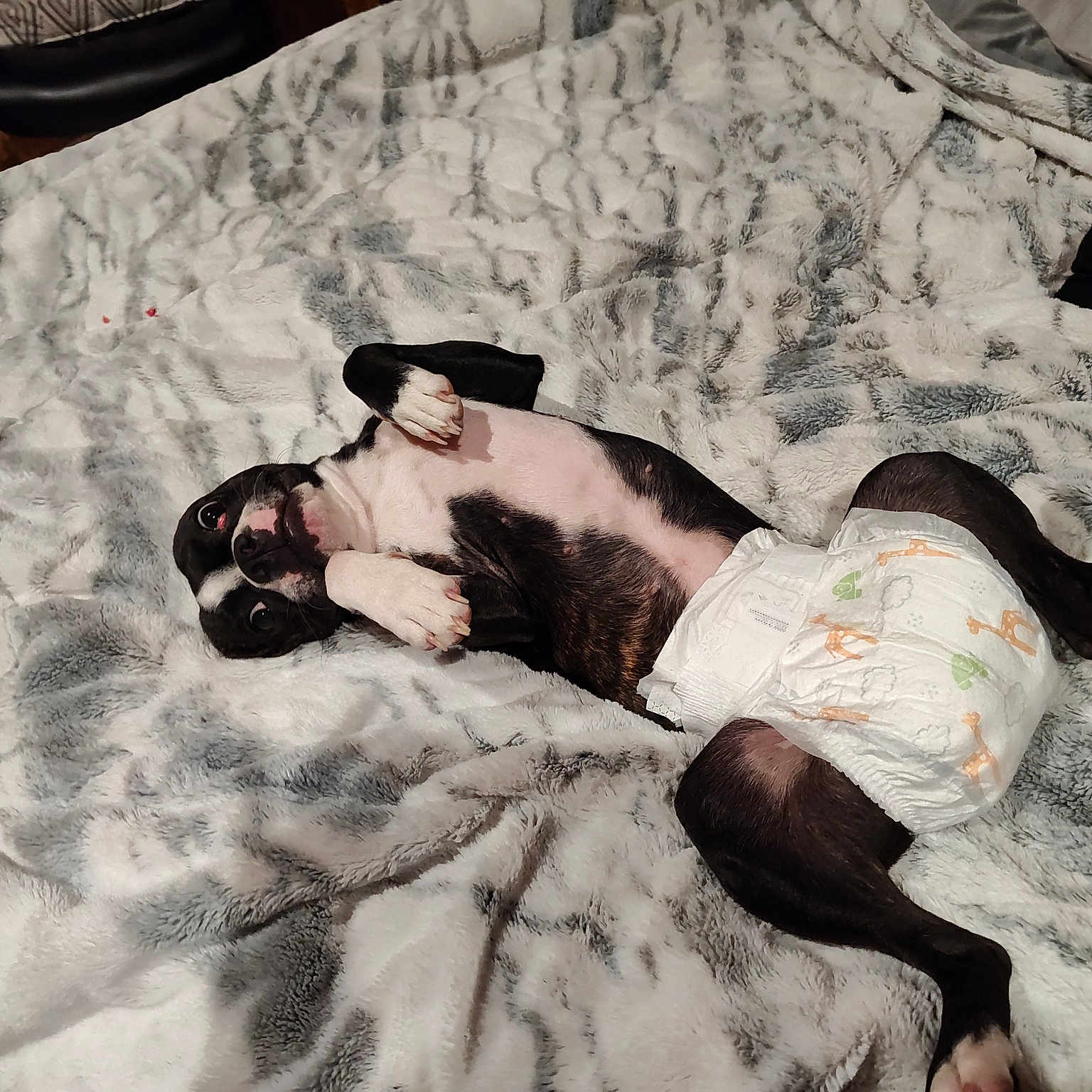 Gumball is registered to the contest to win money with this photo: abdomen, art, barechested, bed, bedding, black_hair, chest, comfort, human_leg, illustration, knee, leg, linens, painting, pattern, shorts, sitting, sunglasses, thigh, trunk