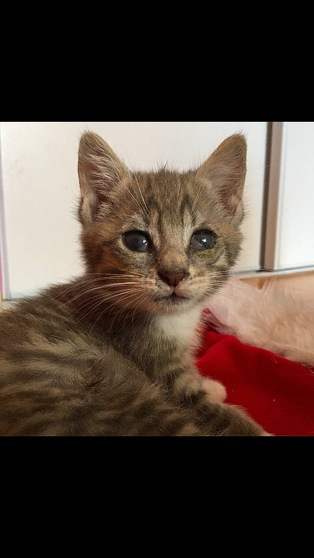 Hope a rejoint le concours — aidez-le/la à gagner de superbes lots ! aegean_cat, arabian_mau, asian, australian_mist, california_spangled, carnivore, cat, domestic_short_haired_cat, dragon_li, european_shorthair, eye, felidae, german_rex, kitten, mammal, ojos_azules, small_to_medium_sized_cats, tabby_cat, vertebrate, whiskers