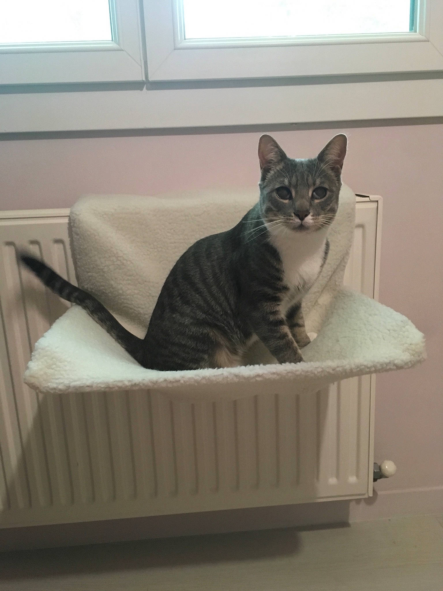 Hope a rejoint le concours — aidez-le/la à gagner de superbes lots ! asian, carnivore, cat, domestic_short_haired_cat, dragon_li, egyptian_mau, european_shorthair, felidae, furniture, kitten, ocicat, room, small_to_medium_sized_cats, tabby_cat, table, whiskers, window