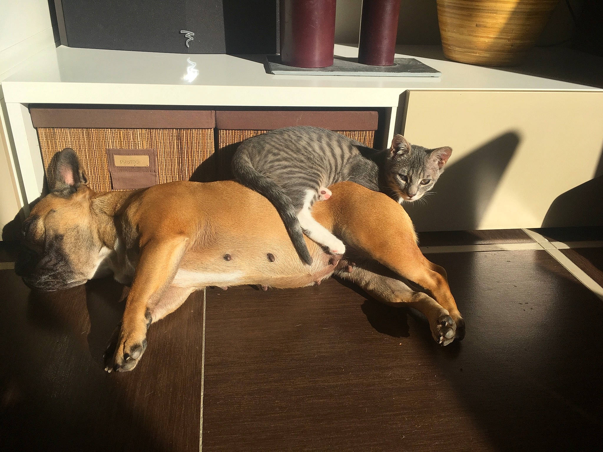 Hope a rejoint le concours — aidez-le/la à gagner de superbes lots ! canidae, carnivore, cat, dog, dog_breed, fawn, felidae, great_dane, guard_dog, lurcher, mammal, non_sporting_group, tail, whippet