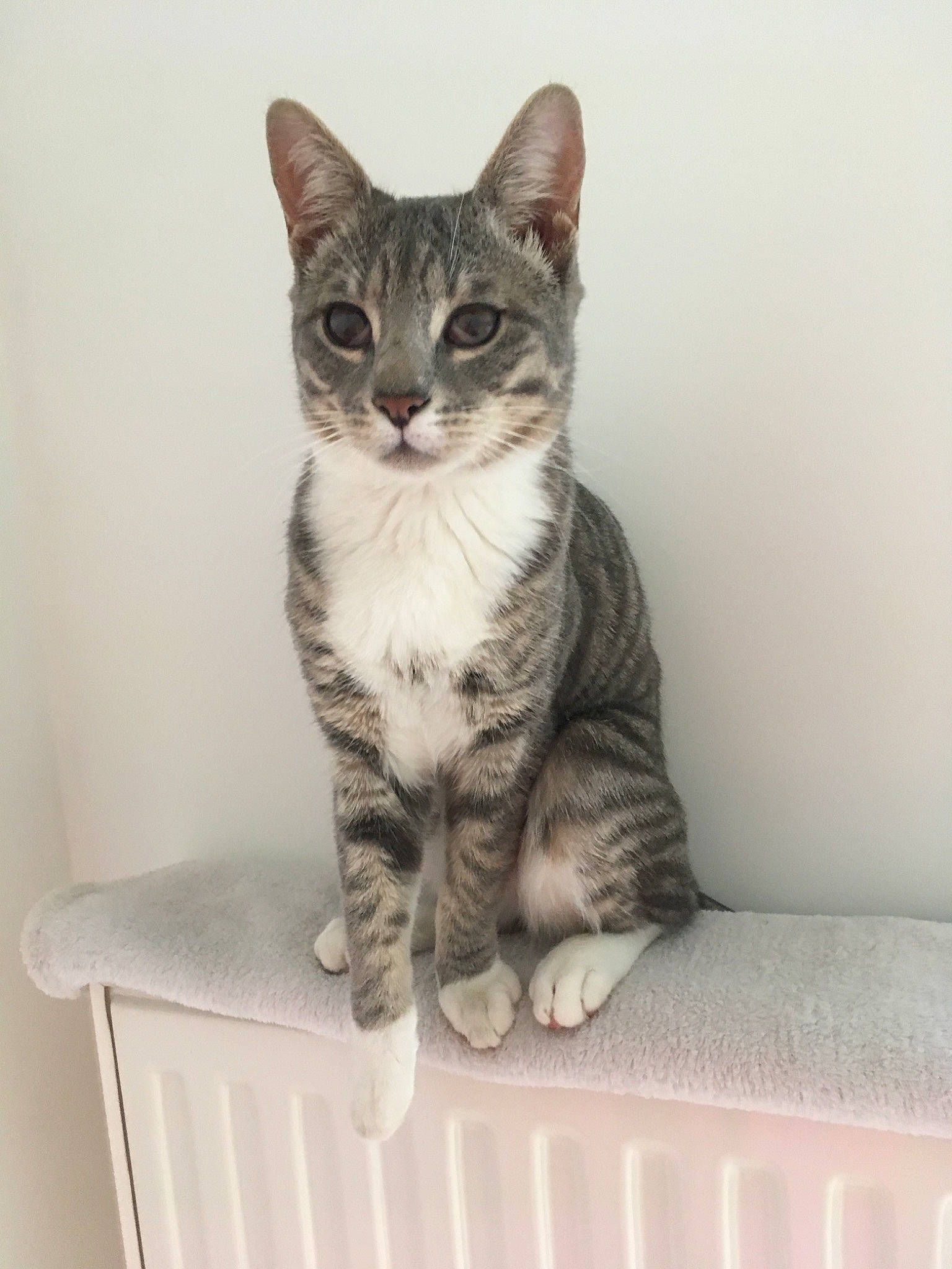 Hope a rejoint le concours — aidez-le/la à gagner de superbes lots ! aegean_cat, american_shorthair, american_wirehair, asian, australian_mist, carnivore, cat, domestic_short_haired_cat, dragon_li, egyptian_mau, european_shorthair, felidae, german_rex, kitten, mammal, polydactyl_cat, small_to_medium_sized_cats, tabby_cat, vertebrate, whiskers