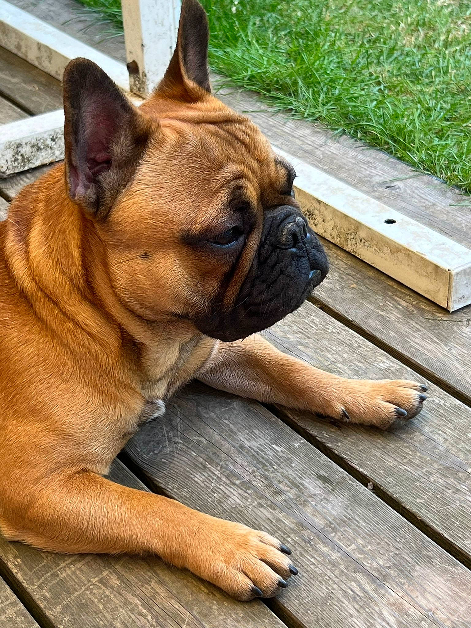 Saïko a rejoint le concours — aidez-le/la à gagner de superbes lots ! bulldog, canidae, carnivore, companion_dog, dog, dog_breed, dog_collar, fawn, flooring, grass, hardwood, molosser, plant, snout, sporting_group, whiskers, wood, working_animal, working_dog, wrinkle