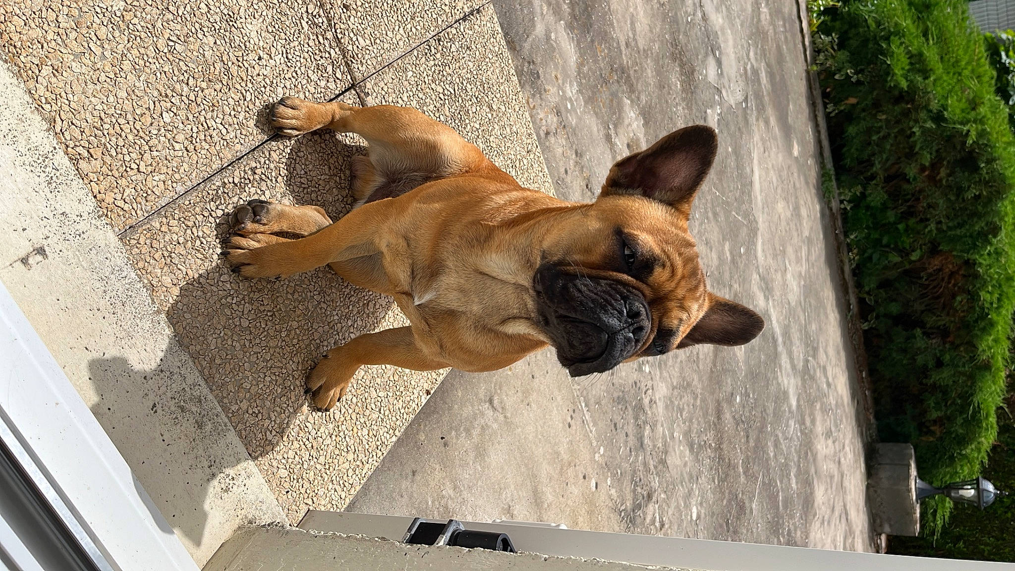 Saïko a rejoint le concours — aidez-le/la à gagner de superbes lots ! canidae, carnivore, companion_dog, dog, dog_breed, door, fawn, felidae, liver, old_german_shepherd_dog, paw, snout, sporting_group, tail, terrestrial_animal, wildlife, window, wood, working_animal, working_dog