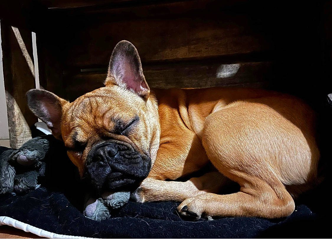 Saïko participe au concours pour gagner de l'argent avec cette photo : bored, brown, bulldog, canidae, carnivore, comfort, companion_dog, dog, dog_breed, fawn, french_bulldog, liver, nap, non_sporting_group, snout, sporting_group, terrestrial_animal, toy_dog, whiskers, wrinkle