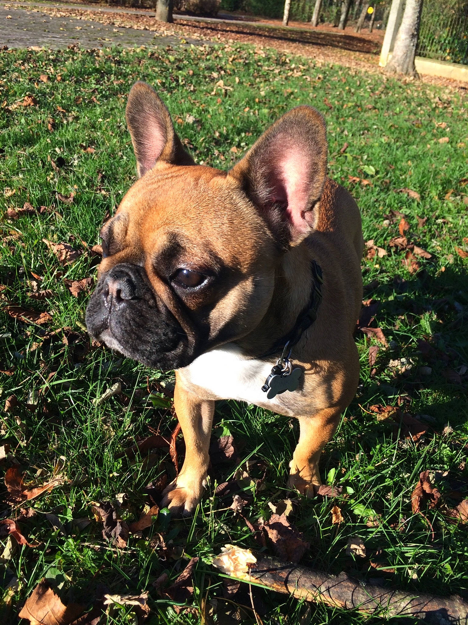 Linka a rejoint le concours — aidez-le/la à gagner de superbes lots ! australian_bulldog, british_bulldogs, bulldog, canidae, carnivore, companion_dog, dog, dog_breed, fawn, french_bulldog, grass, mammal, non_sporting_group, olde_english_bulldogge, plant, puppy, rare_breed_dog, snout, toy_bulldog, vertebrate