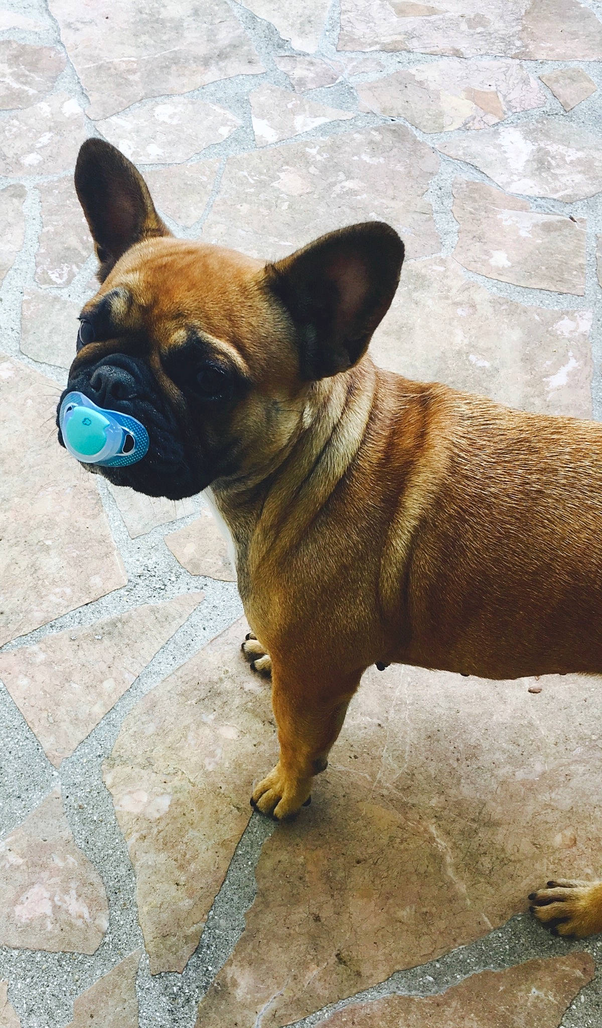 Linka a rejoint le concours — aidez-le/la à gagner de superbes lots ! bulldog, canidae, carnivore, companion_dog, dog, dog_breed, fawn, french_bulldog, mammal, non_sporting_group, rare_breed_dog, snout, toy_bulldog, vertebrate