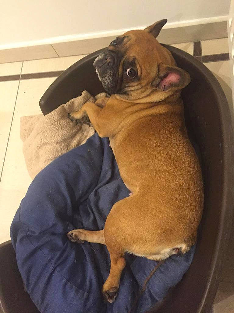 Linka participe au concours pour gagner de l'argent avec cette photo : bulldog, canidae, carnivore, companion_dog, dog, dog_breed, fawn, french_bulldog, non_sporting_group, old_english_bulldog, pug, puggle, puppy, snout, toy_bulldog, toy_dog