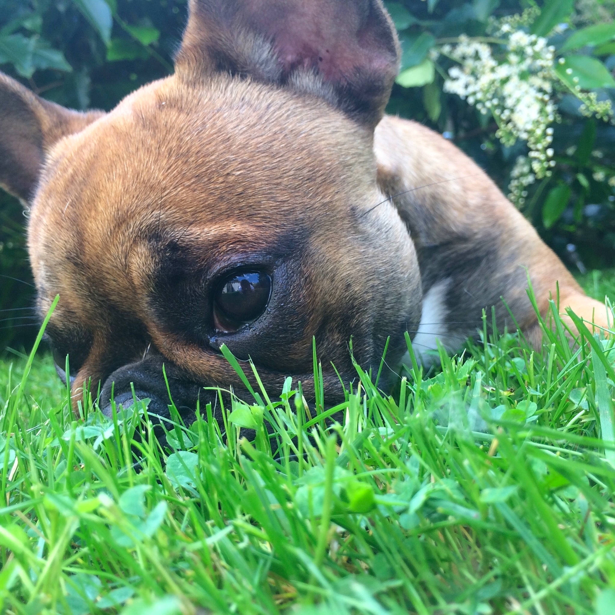 Linka participe au concours pour gagner de l'argent avec cette photo : boxer, bulldog, canidae, carnivore, companion_dog, dog, dog_breed, ear, fawn, french_bulldog, grass, mammal, non_sporting_group, plant, puggle, puppy, snout, vertebrate, wildlife