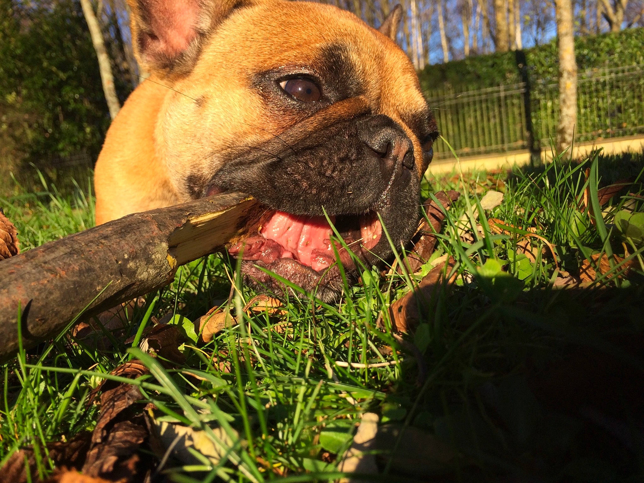 Linka a rejoint le concours — aidez-le/la à gagner de superbes lots ! australian_bulldog, boxer, bulldog, canidae, carnivore, companion_dog, dog, dog_breed, fawn, french_bulldog, grass, mammal, molosser, non_sporting_group, olde_english_bulldogge, perro_de_presa_mallorquin, plant, snout, vertebrate