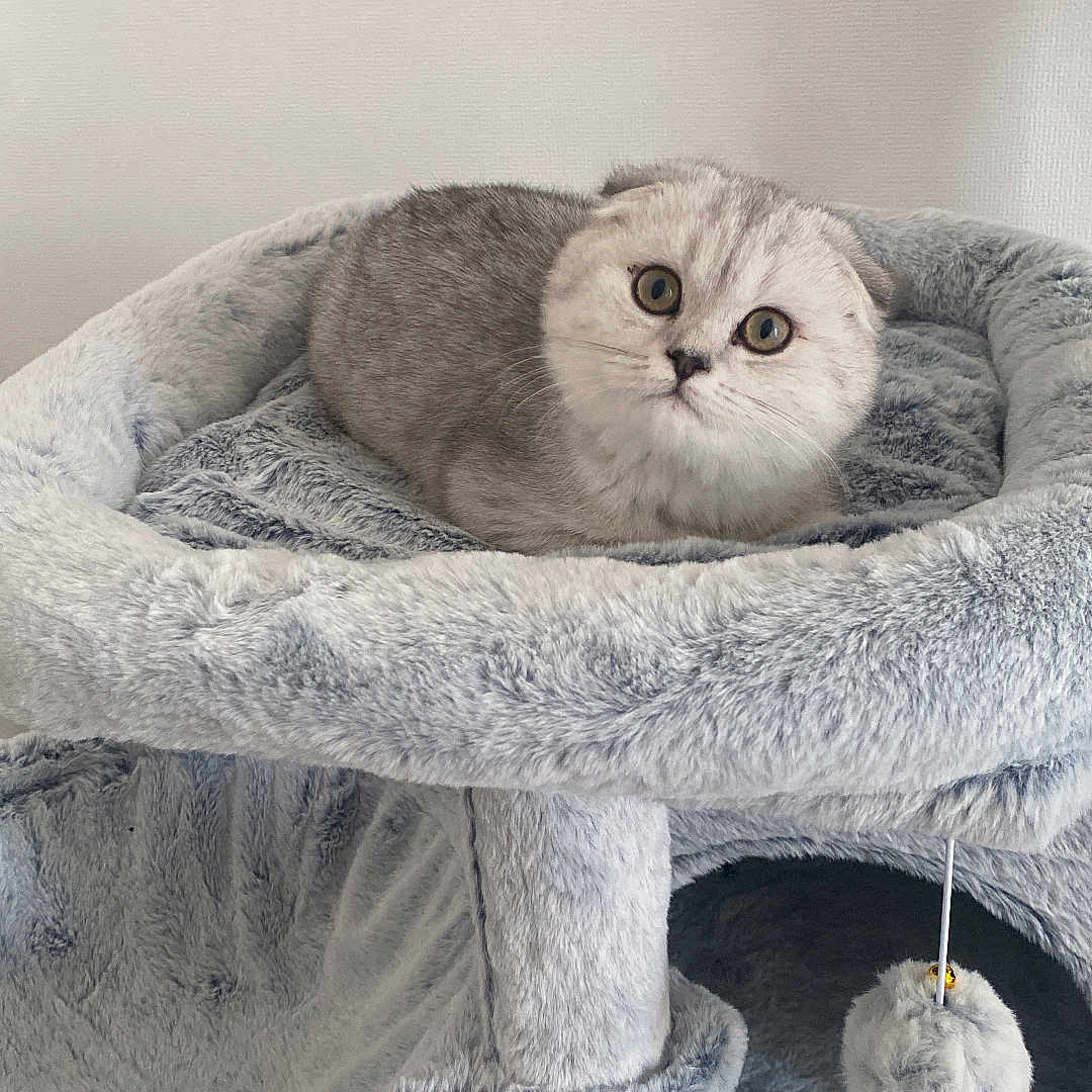 Aïna participe au concours pour gagner de l'argent avec cette photo : abyssinian, angora, animal, bed, blanket, cat, chair, couch, cradle, crib, cushion, furniture, gray, homedecor, indoors, kitten, linen, manx, pet, siamese