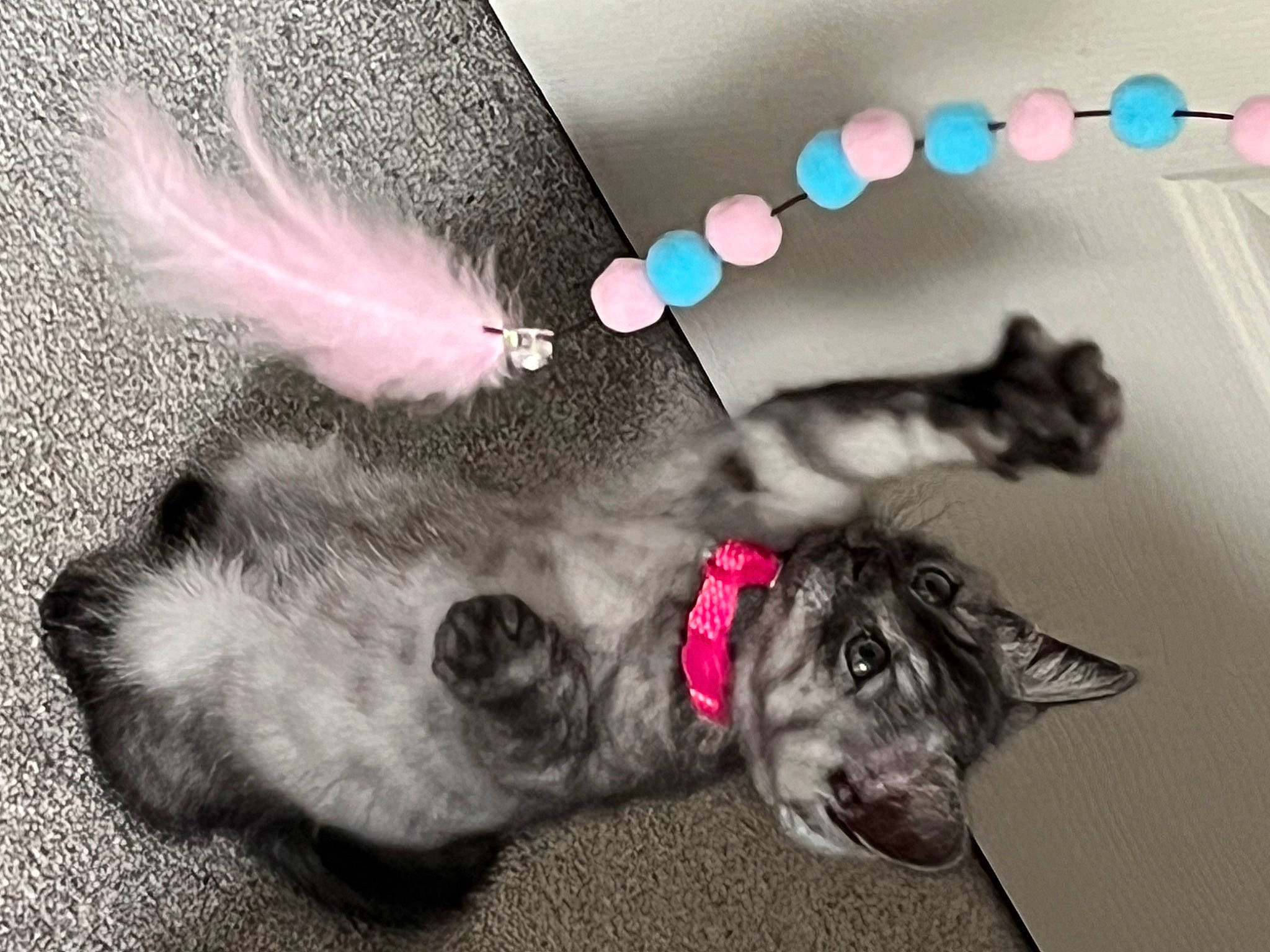 Dior is registered to the contest to win money with this photo: canidae, carnivore, collar, companion_dog, dog, dog_breed, dog_collar, ear, fashion_accessory, fur, gesture, grey, happy, magenta, paw, snout, sporting_group, tail, whiskers, working_animal