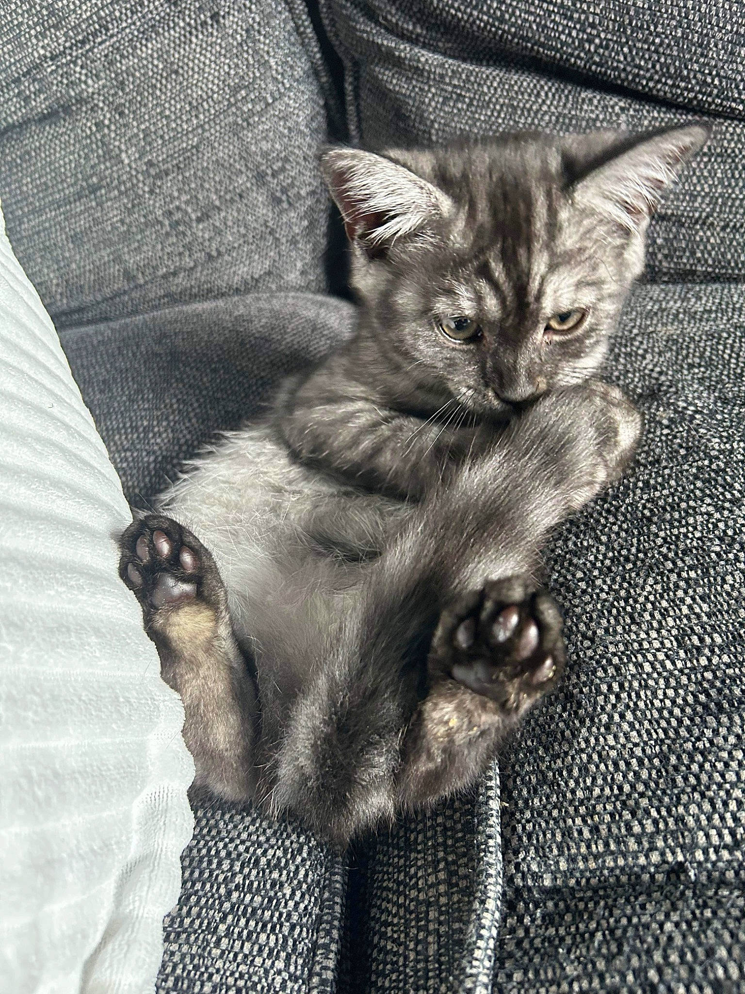 Dior is registered to the contest to win money with this photo: carnivore, cat, claw, comfort, domestic_short_haired_cat, felidae, fur, grey, monochrome, monochrome_photography, pattern, paw, photo_caption, sitting, small_to_medium_sized_cats, snout, tail, terrestrial_animal, whiskers, wildlife