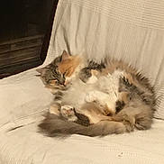 Rinegan participe au concours pour gagner de l'argent avec cette photo : cat, fluffy, multicolored, sleepy, curled_up, indoor, white_blanket, chair, cozy, pet, animal, fur, resting, relaxed, home, furniture, soft, cute, domestic, comfort
