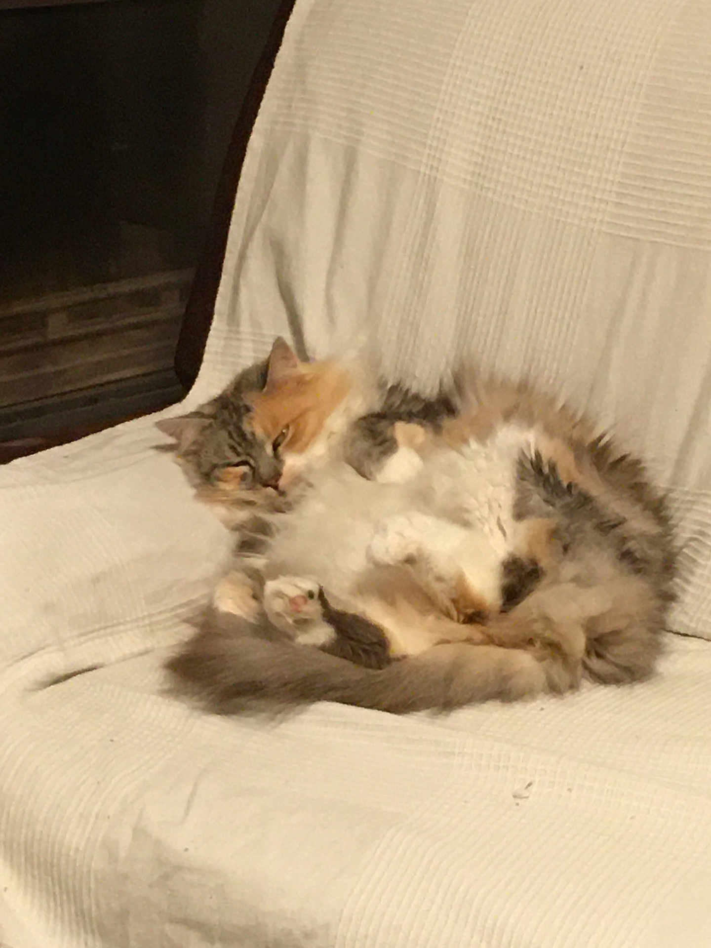 Rinegan participe au concours pour gagner de l'argent avec cette photo : cat, fluffy, multicolored, sleepy, curled_up, indoor, white_blanket, chair, cozy, pet, animal, fur, resting, relaxed, home, furniture, soft, cute, domestic, comfort