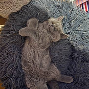 Gizmo joined the competition — help win amazing prizes! abyssinian, animal, armchair, cat, chair, clothing, couch, cushion, fur, furniture, hardwood, homedecor, indoors, kitten, manx, person, pet, slate, sleeping, wood