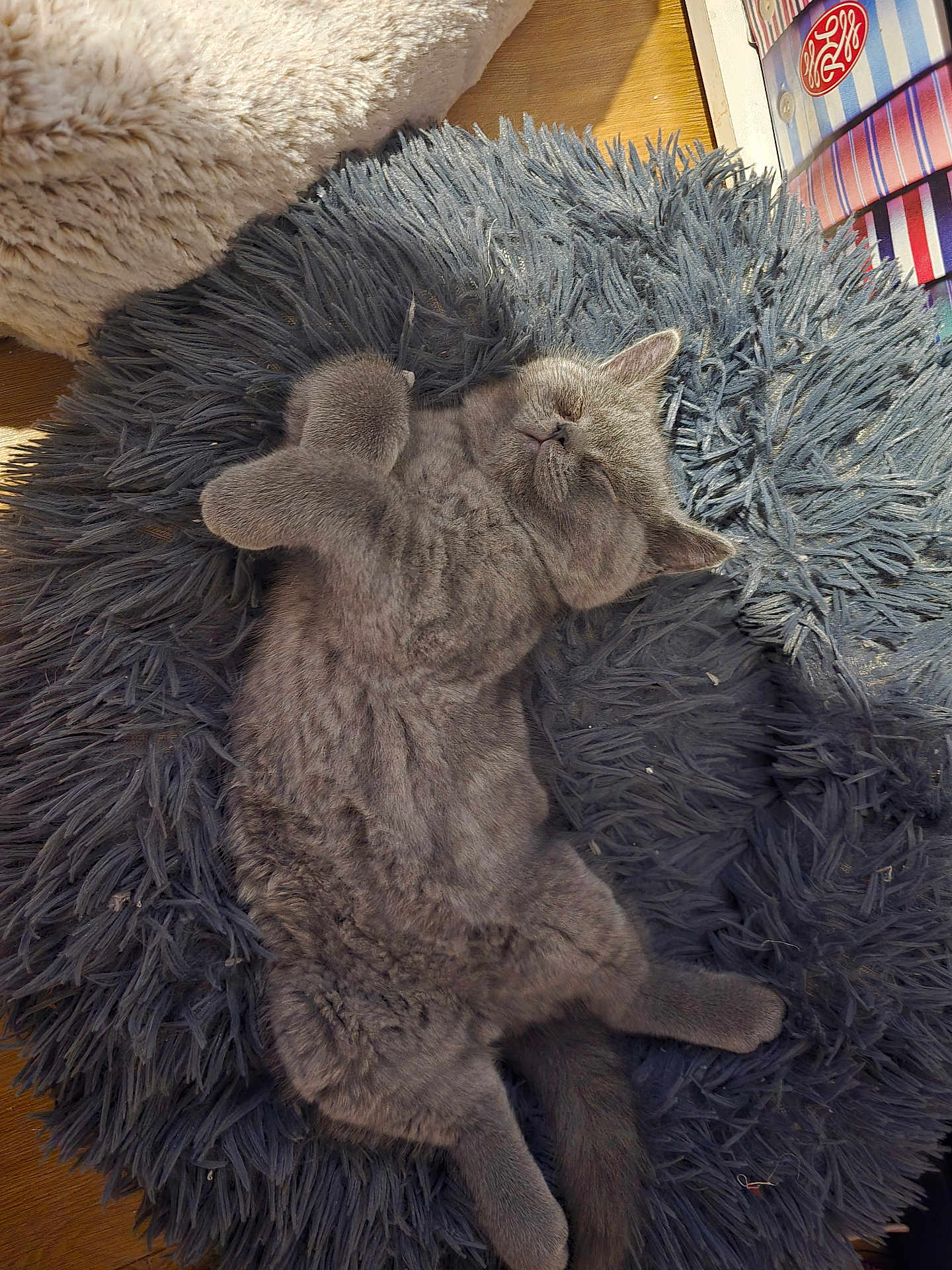 Gizmo joined the competition — help win amazing prizes! abyssinian, animal, armchair, cat, chair, clothing, couch, cushion, fur, furniture, hardwood, homedecor, indoors, kitten, manx, person, pet, slate, sleeping, wood