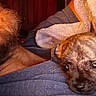 Lenny is registered to the contest to win money with this photo: animal, blanket, brown, closeup, cozy, cuddling, dog, eyes, face, fur, home, indoor, leg, nose, person, pet, portrait, puppy, sleeping, snuggling