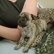 Lenny is registered to the contest to win money with this photo: animal, blanket, brindle_coat, close_up, couch, cozy, cuddling, curled_tail, cushion, dog, floppy_ears, home, indoors, person, pet, pillow, portrait, puppy, sitting, wrinkled_face