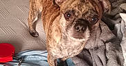 Lenny is registered to the contest to win money with this photo: bed, bedroom, black_muzzle, blanket, blue_fabric, brindle, brown_fur, curled_tail, dog, expressive_eyes, flash_photography, gray_blanket, home, indoors, pet, portrait, short_coat, small_dog, standing, wrinkled_face