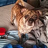 bed, bedroom, black_muzzle, blanket, blue_fabric, brindle, brown_fur, curled_tail, dog, expressive_eyes, flash_photography, gray_blanket, home, indoors, pet, portrait, short_coat, small_dog, standing, wrinkled_face