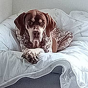 Lucky participe au concours pour gagner de l'argent avec cette photo : dog, bed, white_bedding, tile_floor, indoor, resting, spot_pattern, ears, animal, pet, looking_at_camera, furniture, quiet, minimalist, cozy, home, canine, relaxed, domestic, portrait