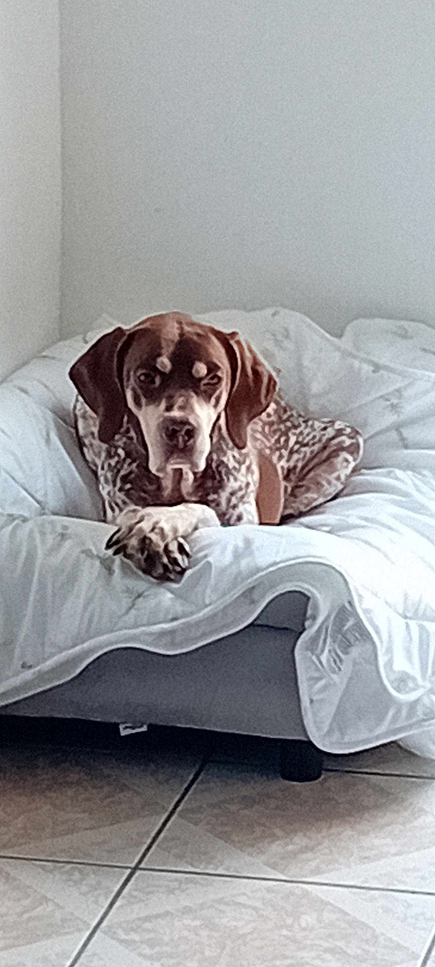 Lucky participe au concours pour gagner de l'argent avec cette photo : dog, bed, white_bedding, tile_floor, indoor, resting, spot_pattern, ears, animal, pet, looking_at_camera, furniture, quiet, minimalist, cozy, home, canine, relaxed, domestic, portrait
