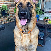 Max joined the competition — help win amazing prizes! dog, german_shepherd, pet, tongue_out, porch, brick_wall, plant, collar, orange_collar, sitting, happy, ears_up, brown_eyes, outdoor, patio, table, cushion, knees_visible, closeup, pet_portrait