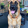dog, german_shepherd, pet, tongue_out, porch, brick_wall, plant, collar, orange_collar, sitting, happy, ears_up, brown_eyes, outdoor, patio, table, cushion, knees_visible, closeup, pet_portrait