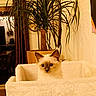 cat, kitten, fluffy, cream_colored, blue_eyes, pet, animal, portrait, indoors, houseplant, tropical_plant, blanket, chair, home, interior, cozy, sitting, looking_at_camera, long_hair, cute