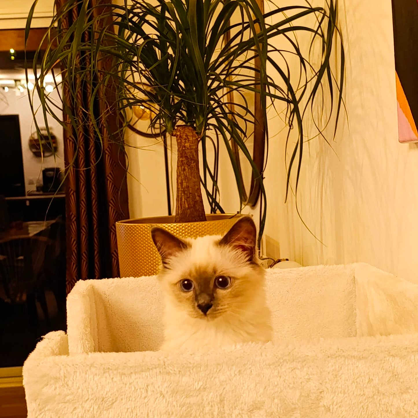 Bahia participe au concours pour gagner de l'argent avec cette photo : cat, kitten, fluffy, cream_colored, blue_eyes, pet, animal, portrait, indoors, houseplant, tropical_plant, blanket, chair, home, interior, cozy, sitting, looking_at_camera, long_hair, cute