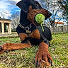 Attila participe au concours pour gagner de l'argent avec cette photo : dog, doberman, black_and_tan, pet, animal, tennis_ball, ball, playing, lying_down, grass, outdoors, park, collar, dog_tag, portrait, close_up, blue_sky, clouds, trees, garden