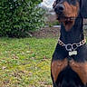 Attila participe au concours pour gagner de l'argent avec cette photo : dog, rottweiler, black_and_tan, pet, animal, sitting, outdoors, garden, grass, trees, bushes, collar, chain_collar, dog_tag, portrait, canine, short_hair, large_dog, alert, nature