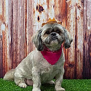 Honi is registered to the contest to win money with this photo: adorable, animal, bandana, canine, companion, crown, cute, decorative, dog, domestic_animal, friendly, fur, grass, indoor, mammal, pet, portrait, sitting, small_dog, wooden_background