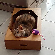Lilas a rejoint le concours — aidez-le/la à gagner de superbes lots ! animal, brown_cat, cardboard_box, cat, comfortable, cozy, cute, domestic_animal, feline, floor, home, indoor, living_room, pet, purple_toy, relaxed, resting, seat, tile_floor, toy_mouse