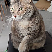 Lilas a rejoint le concours — aidez-le/la à gagner de superbes lots ! cat, tabby_cat, pet, feline, indoor, living_room, cushion, sofa, chair, floor, whiskers, ears, paw, fur, animal, mammal, domestic, cute, relaxed, seated