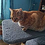 Sam participe au concours pour gagner de l'argent avec cette photo : cat, orange_tabby, indoor, cat_tree, plant, curtains, wooden_table, furniture, pet, animal, fur, whiskers, eyes, ears, loaf_position, cozy, home, domestic_cat, window, daylight