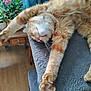 Sam participe au concours pour gagner de l'argent avec cette photo : cat, orange_tabby, stretching, relaxing, indoor, pet, feline, fur, paws, whiskers, home, plant, wooden_furniture, cozy, gray_perch, sleepy, cute, animal, domestic, resting