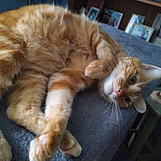 Sam a rejoint le concours — aidez-le/la à gagner de superbes lots ! cat, orange_tabby, feline, pet, indoor, relaxed, stretching, whiskers, paws, fur, cozy, home, gray_surface, lamp, photoframes, wooden_shelf, curious, resting, animal, cute