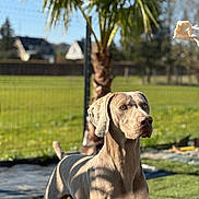 Taigo participe au concours pour gagner de l'argent avec cette photo : dog, weimaraner, outdoor, sunlight, grass, shadow, tree, pet, animal, canine, fence, backyard, nature, summer, alert, standing, ears, snout, portrait, daytime