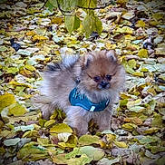 Kyra a rejoint le concours — aidez-le/la à gagner de superbes lots ! autumn, background, brown, canine, cute, dog, fall, fur, green_harness, leaf_litter, leaves, nature, outdoor, pet, pomeranian, puppy, season, small_dog, walking, yellow