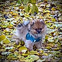 autumn, background, brown, canine, cute, dog, fall, fur, green_harness, leaf_litter, leaves, nature, outdoor, pet, pomeranian, puppy, season, small_dog, walking, yellow