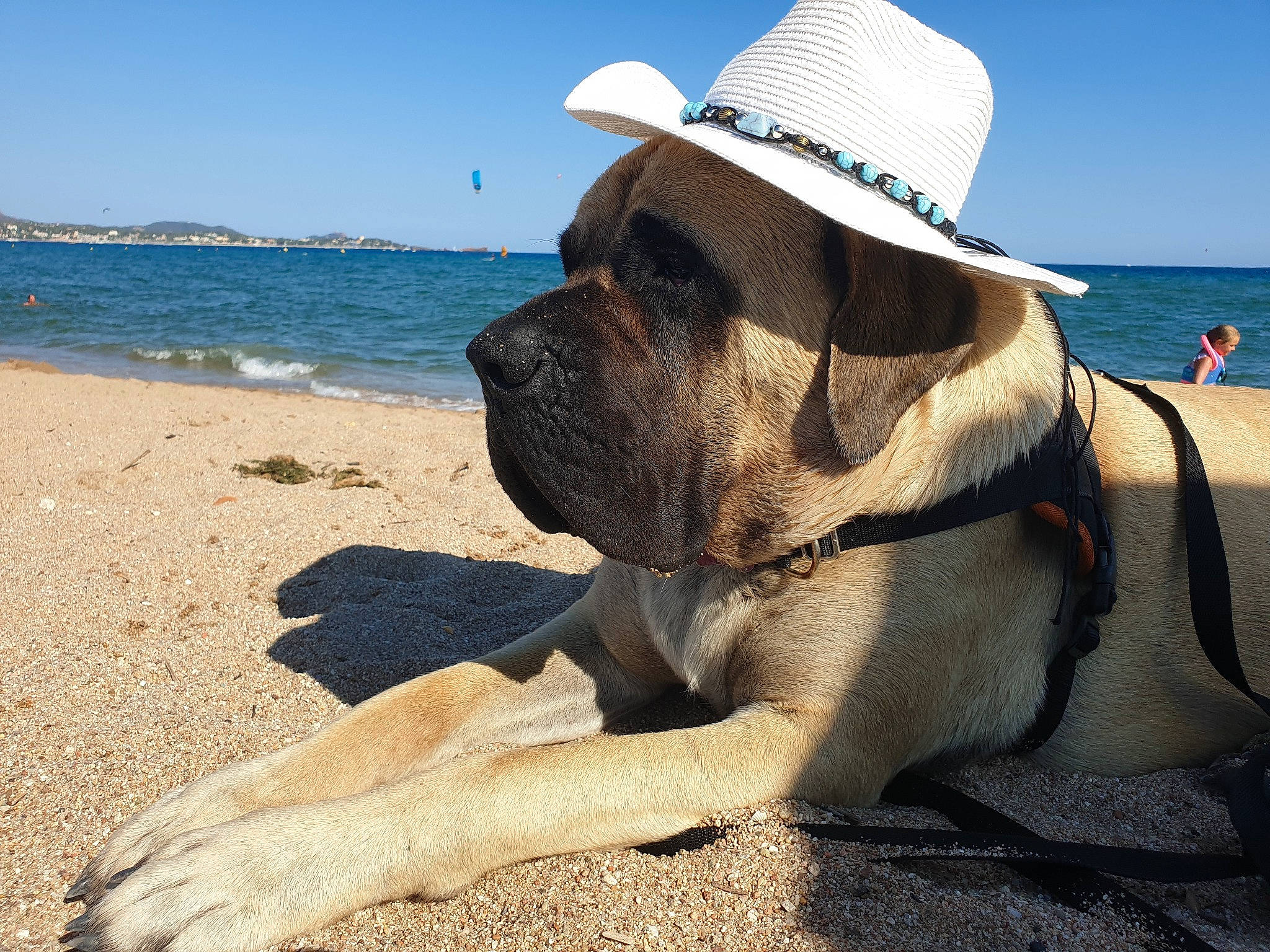 Rustine a rejoint le concours — aidez-le/la à gagner de superbes lots ! beach, carnivore, collar, companion_dog, dog, dog_breed, dog_collar, fashion_accessory, fawn, fedora, hat, leisure, sand, sky, sporting_group, sun_hat, sunglasses, travel, water, working_animal