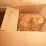animal, cardboard_box, cat, chewed_box, cozy, curled_up, cute, domestic_animal, ears, eyes, feline, floor, fur, indoor, orange_tabby, pet, relaxed, resting, wall, whiskers