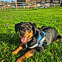 dog, black_and_tan, harness, grass, park, sunny, playground, blue_sky, happy, outdoor, pet, canine, tongue_out, smiling, fence, building, leash, nature, daytime, animal