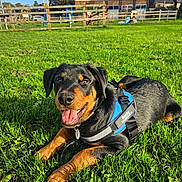 Rocky joined the competition — help win amazing prizes! dog, rottweiler, puppy, grass, harness, outdoor, sunlight, smiling, tongue_out, playground, fence, blue_sky, pet, animal, canine, happy, nature, park, leash, young_dog