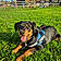 Rocky