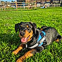 dog, rottweiler, puppy, grass, harness, outdoor, sunlight, smiling, tongue_out, playground, fence, blue_sky, pet, animal, canine, happy, nature, park, leash, young_dog