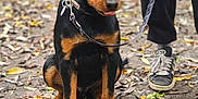 Rocky is registered to the contest to win money with this photo: rottweiler, puppy, dog, leash, person, shoes, pants, forest, path, leaves, outdoor, nature, pet, animal, sitting, cute, black_and_tan, walking, ground, casual