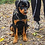 rottweiler, puppy, dog, leash, person, shoes, pants, forest, path, leaves, outdoor, nature, pet, animal, sitting, cute, black_and_tan, walking, ground, casual